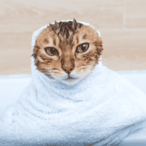 Mobile Pet Grooming Business for Sale in Dubai