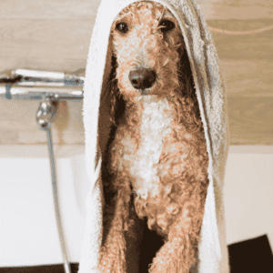 Mobile Pet Grooming Business for Sale in Dubai