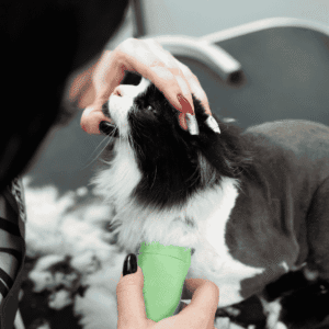 Mobile Pet Grooming Business for Sale in Dubai