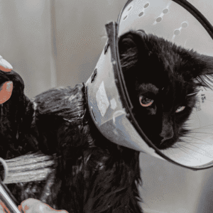 Fully equipped pet grooming business