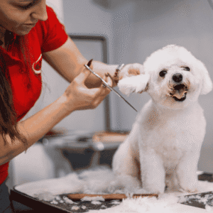 Amazing Mobile Pet Grooming Business for Sale in Dubai | AED 240K