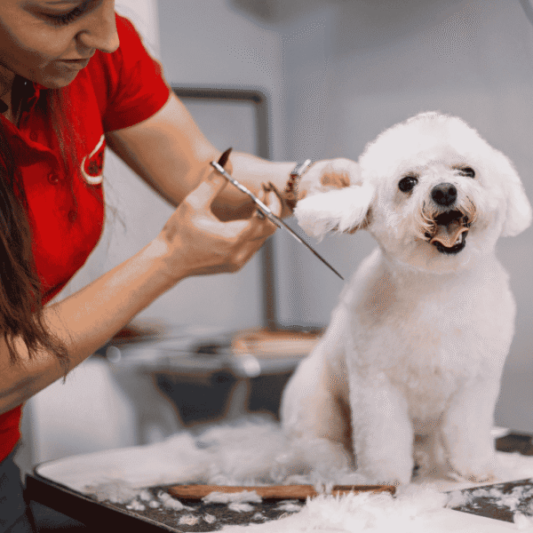 Amazing Mobile Pet Grooming Business for Sale in Dubai | AED 240K